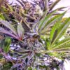 Grandaddy Black Feminized Cannabis Seeds | Grandaddy Black Strain | The Seed Fair