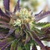 Grape Killer 99 Feminized Cannabis Seeds | Grape Killer Seeds | The Seed Fair