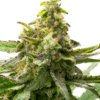 Harpoon Rock Feminized Cannabis Seeds | Harpoon Rock Strain | The Seed Fair