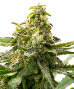 Harpoon Rock Feminized Cannabis Seeds | Harpoon Rock Strain | The Seed Fair