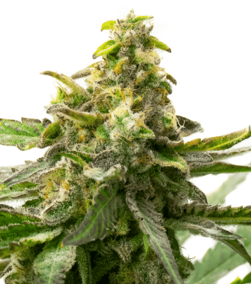 Harpoon Rock Feminized Cannabis Seeds | Harpoon Rock Strain | The Seed Fair