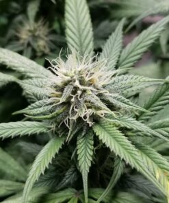 Hektol Feminized Cannabis Seeds | Hektol Feminized Strain | The Seed Fair
