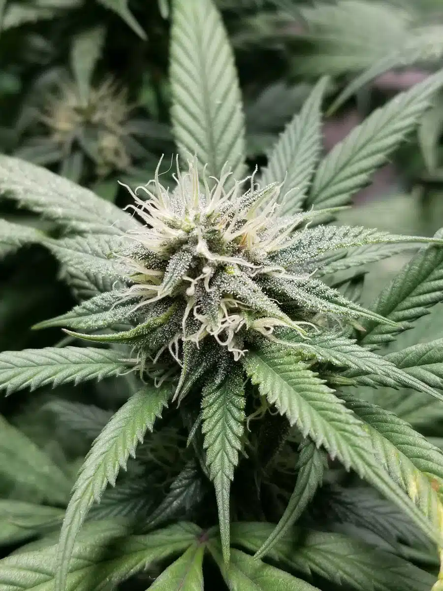 Hektol Feminized Cannabis Seeds | Hektol Feminized Strain | The Seed Fair | The Seed Fair Hektol Feminized Cannabis Seeds | Hektol Feminized Strain | The Seed Fair