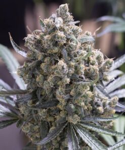 Humboldt Feminized Cannabis Seeds | Humboldt Strain | The Seed Fair