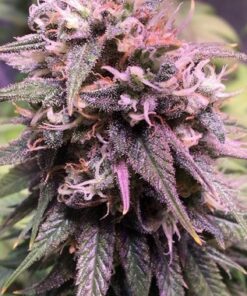 M8 Feminized Cannabis Seeds | M8 Strain | The Seed Fair