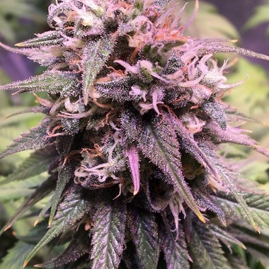 M8 Feminized Cannabis Seeds | M8 Strain | The Seed Fair