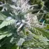 Matanuska Tundra Feminized Cannabis Seeds | Matanuska Tundra Strain | The Seed Fair