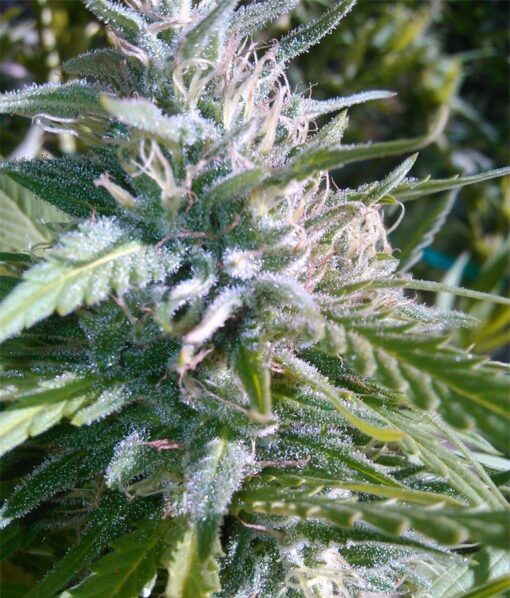 Matanuska Tundra Feminized Cannabis Seeds | Matanuska Tundra Strain | The Seed Fair