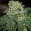 Mk Ultra Feminized Cannabis Seeds | MK Ultra Strain | The Seed Fair