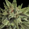 Moby Dick Feminized Cannabis Seeds | Moby Dick Strain | The Seed Fair