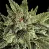 Moby Dick Feminized Cannabis Seeds | Moby Dick Strain | The Seed Fair