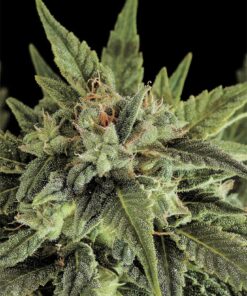 Moby Dick Feminized Cannabis Seeds | Moby Dick Strain | The Seed Fair