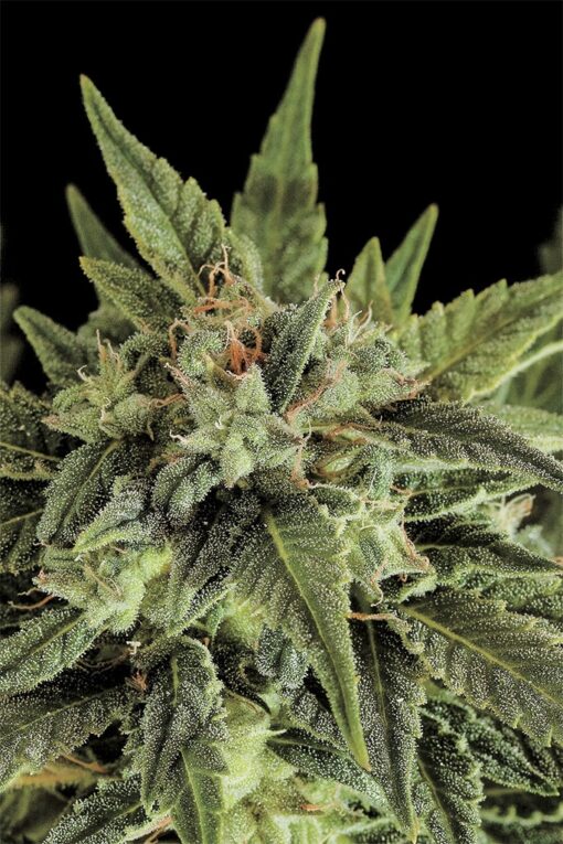 Moby Dick Feminized Cannabis Seeds | Moby Dick Strain | The Seed Fair