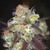 Mochalope Feminized Cannabis Seeds | Mochalope Feminized Strain | The Seed Fair