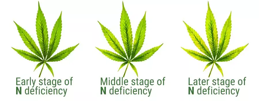 Nitrogen Deficiency During Flowering | How To Deal With It In Cannabis | The Seed Fair