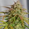 Orange Bud Feminized Cannabis Seeds | Orange Bud Strain | The Seed Fair