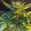 Oregon Underdawg Feminized Cannabis Seeds | Oregon Underdawg | The Seed Fair
