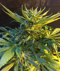 Oregon Underdawg Feminized Cannabis Seeds | Oregon Underdawg | The Seed Fair