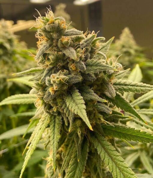 Pineapple Haze Feminized Cannabis Seeds | Pineapple Haze Strain | The Seed Fair