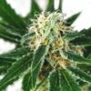 Pure Indica Feminized Cannabis Seeds | Pure Indica | The Seed Fair