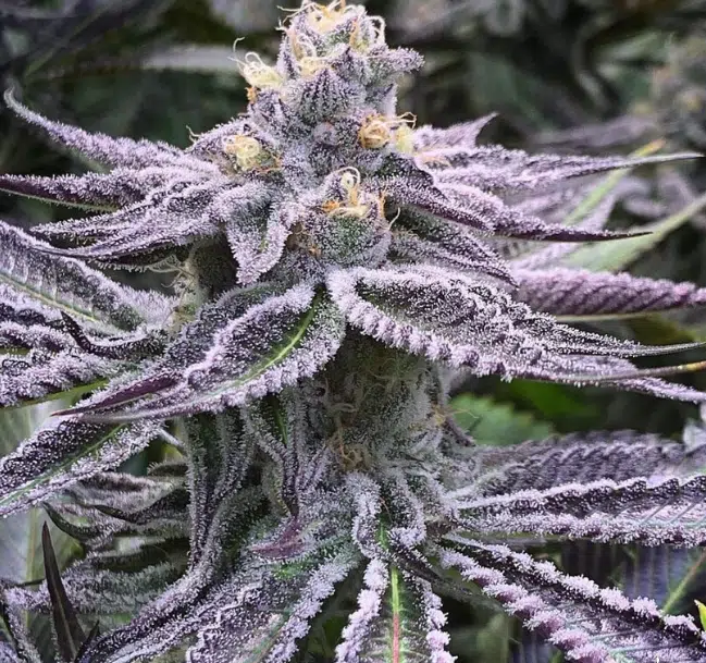 Purple Punch Feminized Cannabis Seeds | Purple Punch Strain | The Seed Fair | The Seed Fair Purple Punch Feminized Cannabis Seeds | Purple Punch Strain | The Seed Fair