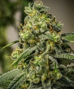 Rosetta Stone Feminized Cannabis Seeds | Rosetta Stone Strain | The Seed Fair