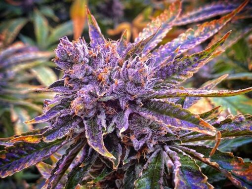 Shishkaberry Feminized Cannabis Seeds | Shishkaberry Feminized Strain | The Seed Fair