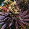 Shishkaberry Punch Feminized Cannabis Seeds | Shishkaberry Punch | The Seed Fair