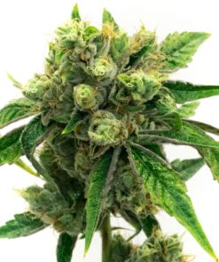 Snow Ripper Feminized Cannabis Seeds | Snow Ripper Strain | The Seed Fair