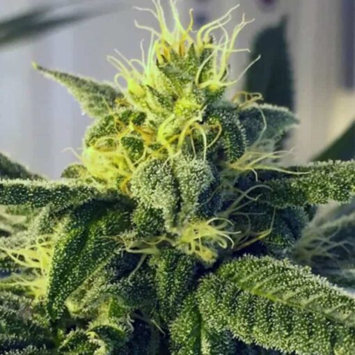 Sour Skies Feminized Cannabis Seeds | Sour Skies Strain | The Seed Fair