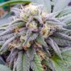 Star killer Feminized Cannabis Seeds | The Seed Fair