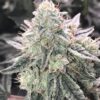 Super Skunk Feminized Cannabis Seeds | Super Skunk Strain | The Seed Fair
