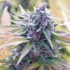 Sweet Tooth Feminized Cannabis Seeds | Sweet Tooth Strain | The Seed Fair