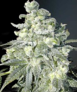 Taskenti Feminized Cannabis Seeds | Taskenti Strain | The Seed Fair