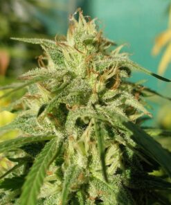 Tijuana Feminized Cannabis Seeds | Tijuana Feminized Strain | The Seed Fair