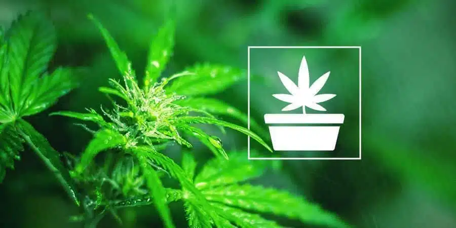 Understanding The Vegetative Phase | Our Guide On Growing | The Seed Fair
