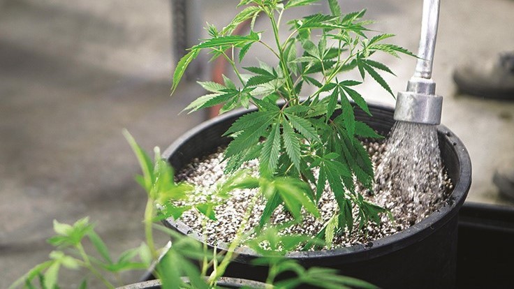 Our Tips On Watering Marijuana | Watering Schedule For Cannabis | The Seed Fair