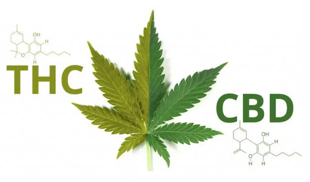 What is The Active Ingredient In Marijuana | Our List Of Ingredients | The Seed Fair