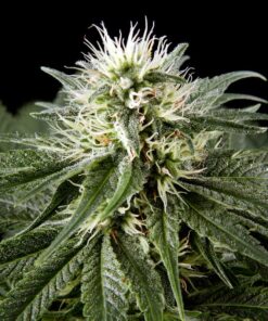 White Rhino Feminized Cannabis Seeds | White Rhino Strain | The Seed Fair
