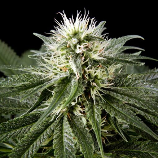 White Rhino Feminized Cannabis Seeds | White Rhino Strain | The Seed Fair