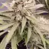 Zombie Death Feminized Cannabis Seeds | Zombie Death Strain | The Seed Fair