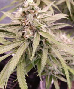 Zombie Death Feminized Cannabis Seeds | Zombie Death Strain | The Seed Fair