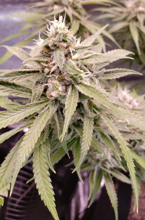 Zombie Death Feminized Cannabis Seeds | Zombie Death Strain | The Seed Fair