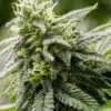 Yumbolt Feminized Cannabis Seeds | Yumbolt Feminized Strain | The Seed Fair