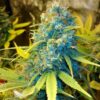 13 Dawgs Feminized Cannabis Seeds | 13 Dawgs Strain | The Seed Fair