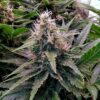 24k Gold Feminized Cannabis Seeds | 24K Gold Strain | The Seed Fair