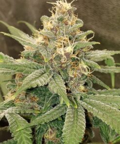 3 Kings Feminized Cannabis Seeds | 3 Kings Strain | The Seed Fair