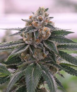 303 OG Feminized Cannabis Seeds | 303 OG Strain | The Seed Fair