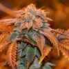 3X Crazy Feminized Cannabis Seeds | 3X Crazy Strain | The Seed Fair