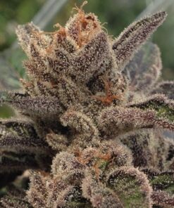 501st OG Feminized Cannabis Seeds | 501st OG Strain | The Seed Fair